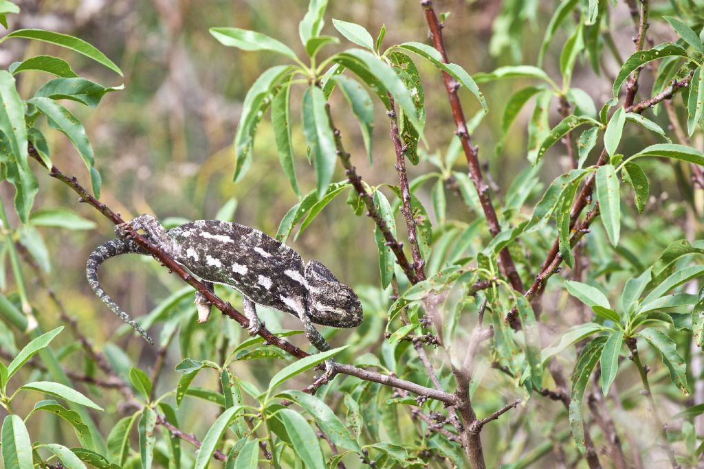 Camaleonte europeo